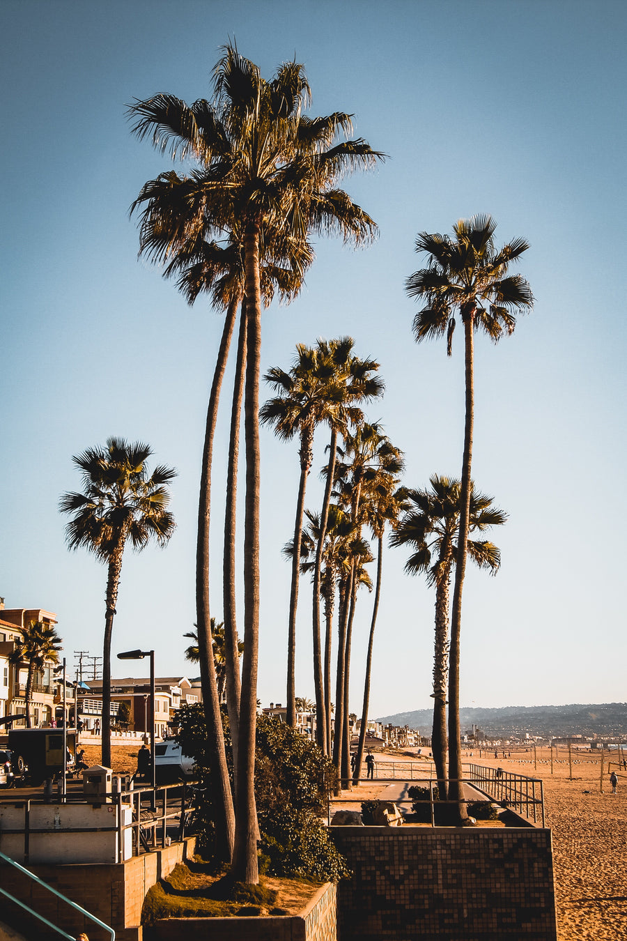 LOS ANGELES PALMS